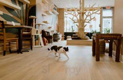 Purrista Cat Cafe