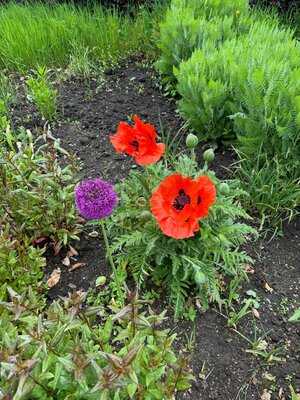 Helmsley Walled Garden menu