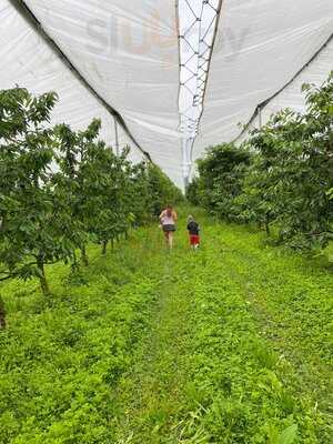 Azienda Agricola Amidei Bettino, Vignola