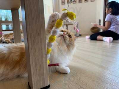 Okashi Cat Cafe