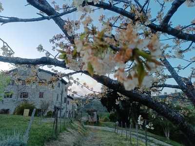 Monte Bibele Restaurant