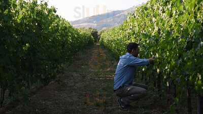 Tenuta Pietrapinta, Cori