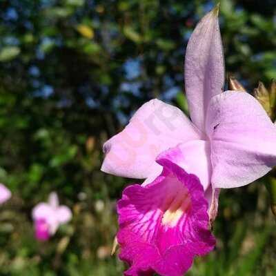 Hemerocallis Café