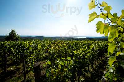 Azienda Agricola Benjamin Zidarich, Trieste