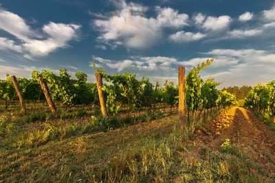 La Cortine Azienda Vitivinicola/Agriturismo, Codroipo