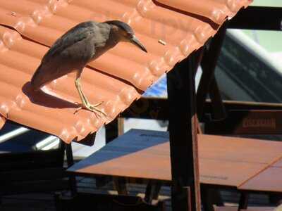 Aloha Restaurante e Pizzaria