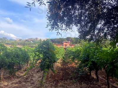 Cantine Santa Benedetta, Monte Porzio Catone