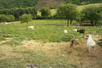 Agriturismo Poggio della Stella, Tolfa