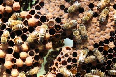 The Honey Bar, Genova