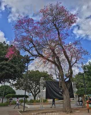 O Rei Do Sanduba