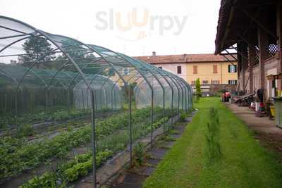 Fattoria Oasi, Certosa di Pavia