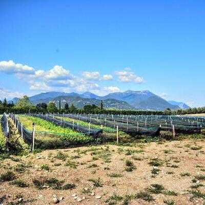 Azienda Agricola Maigone di Bardelloni Pier Mario, Salò