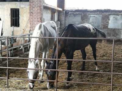 Texas Ranch La Crivella, Gaggiano