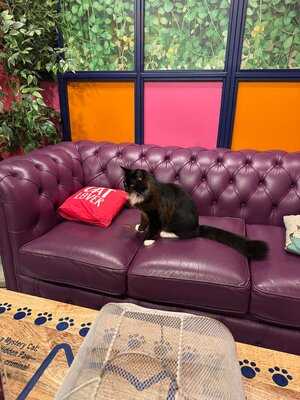 Kitty Cafe Birmingham