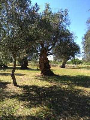 Masseria Cinque Santi