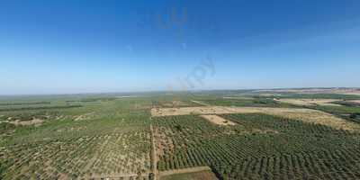 Tenuta Carassi, Bitonto