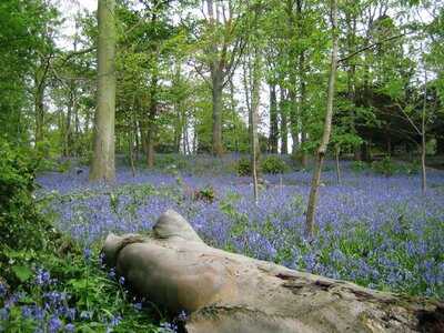 The Bluebell Cafe At Barrowmore