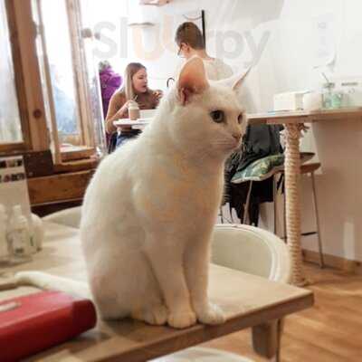 Pause Cat Cafe