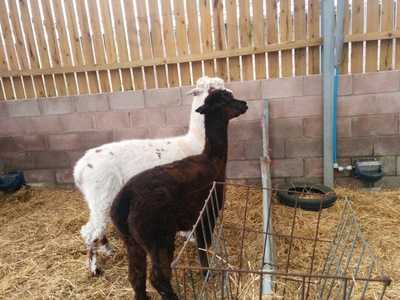 Owl's Cafe At Docker Park Farm