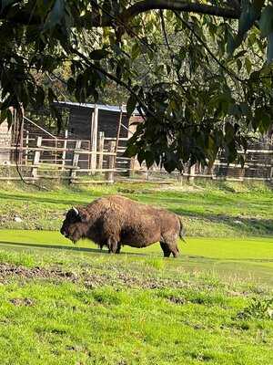 Cowboys Guest Ranch, Voghera