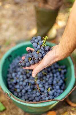 Der Laurentiushof - Weingut Eckert