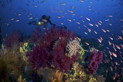 Abracadabra Di Argentario Divers