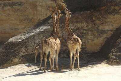 Le Camp des Girafes, Doué-la-Fontaine