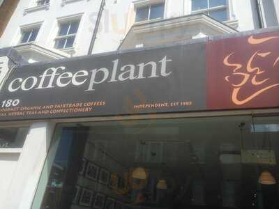 Coffee Plant