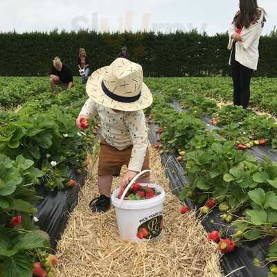 Phil Greig Strawberry Gardens