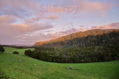 Kauri Vista