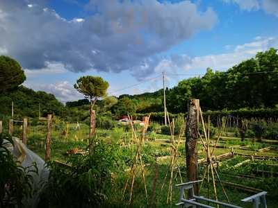 Az. Agr. Il Cavolo a Merenda, Colle di Val d'Elsa