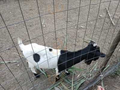 Tenuta Affinito, Acerra