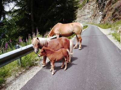 Agriturismo Kofler Zwischen Den Wanden, Campo Tures