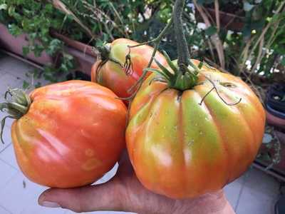 Bottega Agricola Il Filo di Paglia, Alassio