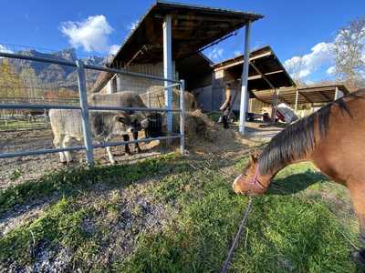 American Spirit Ranch, Sospirolo