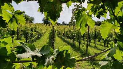 Azienda Agricola Mognaschi, Cigognola