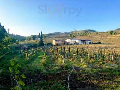 Azienda Vitivinicola Roncolato