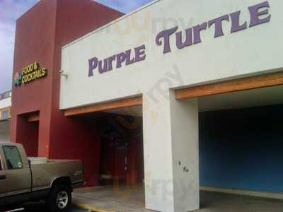 Purple Turtle