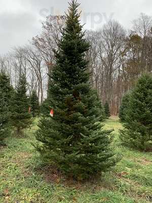 Tannenbaum Farms, East Lansing