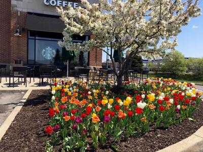 Starbucks, Holland