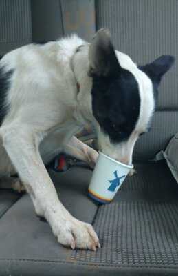 Dutch Bros Coffee