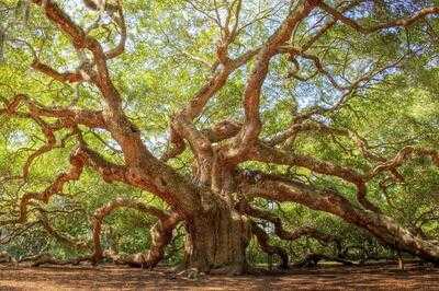 Angel Oak Restaurant