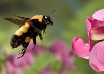 Bumble Bee’s Cafe, Whiteville