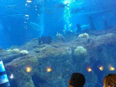 Shark Reef Cafe, Albuquerque