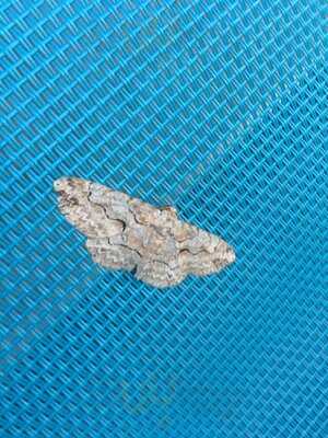 White Wolf Steakhouse