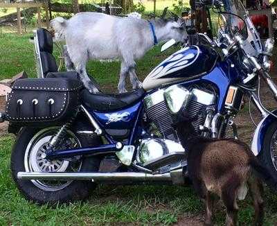 Little Mexico Restaurant