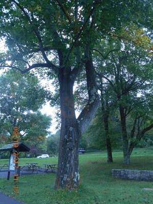 Loft Mountain Wayside, Elkton