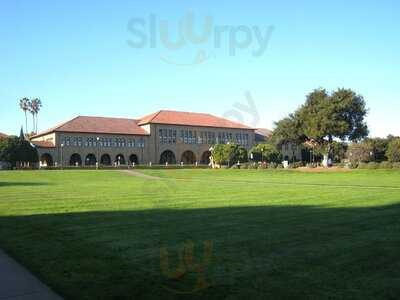 Olives, Stanford