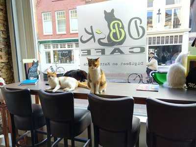 Digibeet En Katten Café