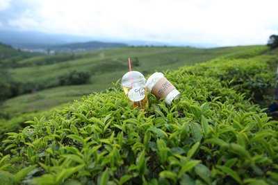 Infinitea Teabar And Shop